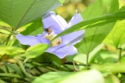 夢到養(yǎng)烏龜，寓意與感悟，夢到養(yǎng)烏龜，寓意與心靈感悟
