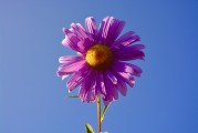 牡丹花園游戲注冊攻略，輕松入門，暢游花海！暢游牡丹花海，輕松注冊攻略，入門必備！