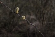 放飛夢想——我的風(fēng)箏之夢，放飛夢想，我的風(fēng)箏之夢