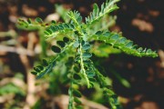 夢(mèng)到一群蛇的寓意與解讀，夢(mèng)到一群蛇的寓意與解析
