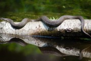 夢到魚死了，深邃的夢境與內(nèi)心的反思，夢境中的魚逝去，深邃的心靈反思