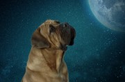 夢到動物，解讀夢境中的神秘信息，解讀夢境中的神秘信息，夢到動物的含義