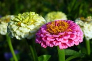 橙光游戲，免費(fèi)的鮮花與玩家的熱情盛宴，橙光游戲，免費(fèi)鮮花與熱情盛宴