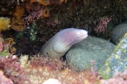 夢(mèng)中尋魚，一場(chǎng)深邃的夢(mèng)境之旅，夢(mèng)中尋魚，深邃夢(mèng)境的探險(xiǎn)之旅