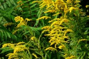 夢(mèng)到黃花，寓意與解讀，夢(mèng)到黃花的寓意與解讀