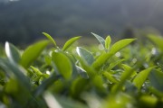 荷葉之夢(mèng)，一場(chǎng)夢(mèng)幻的旅程，荷葉之夢(mèng)，夢(mèng)幻旅程的啟程