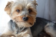 如何輕松注冊CKU，開啟你的犬類生涯，輕松開啟犬類生涯，CKU注冊指南