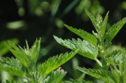 繽紛盆栽會(huì)員注冊(cè)攻略，輕松開啟綠色生活之旅，解鎖綠色生活，繽紛盆栽會(huì)員注冊(cè)全攻略