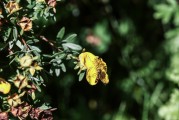 夢到花園，心靈的綠洲與生命的交響，夢中的花園，心靈的綠洲與生命的交響