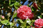 夢(mèng)中的桑葚——一段甜蜜的回憶，夢(mèng)中的桑葚，甜蜜回憶的果實(shí)