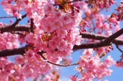 春天的櫻花季，Sakura櫻花免費(fèi)游戲的探索之旅，櫻花之謎，一場(chǎng)春季的櫻花探索之旅