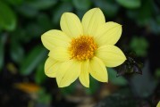 夢(mèng)中的綠色植物，生命的啟示與心靈的滋養(yǎng)，夢(mèng)中的綠色植物，生命的啟示與心靈的滋養(yǎng)