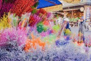 夢中的甜蜜之旅——買糖的夢境，夢中的甜蜜之旅，買糖的夢境