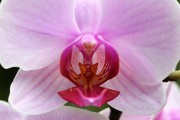 探索蘭花的世界，一款包含蘭花種類的免費游戲下載，蘭花世界，探索和解鎖蘭花的高清游戲下載