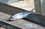 夢到撈魚，寓意與解讀