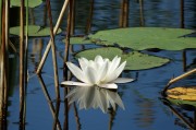 夢(mèng)中的魚(yú)舞，一場(chǎng)水中的跳躍之夢(mèng)，夢(mèng)中的魚(yú)舞，水中的跳躍之夢(mèng)