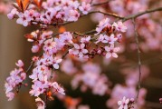 夢(mèng)中的開花樹，生命的啟示與美好，夢(mèng)中的開花樹，生命的啟示與美好