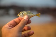 夢(mèng)到釣到魚(yú)，寓意與解讀，夢(mèng)到釣到魚(yú)的寓意與解讀