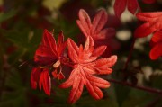 孕婦夢(mèng)到西紅柿的寓意與解讀，孕婦夢(mèng)到西紅柿的象征意義與解讀