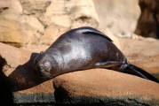 大魚吃小魚免費版游戲帶你暢游捕魚海洋，大魚吃小魚，免費捕魚海洋體驗