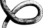 夢(mèng)中的蛇之謎，探索身上有蛇的夢(mèng)境，夢(mèng)中的蛇之謎，探索身上有蛇的夢(mèng)境