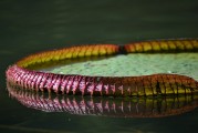免費(fèi)植物大戰(zhàn)僵尸游戲——讓你享受無盡的種植與保衛(wèi)的樂趣，全球最經(jīng)典的免費(fèi)植物防御策略游戲，植物大戰(zhàn)僵尸
