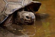 夢中釣魚奇遇，釣到神秘烏龜?shù)钠婊弥?，夢中釣魚奇遇，釣到神秘烏龜?shù)钠婊弥? title=
