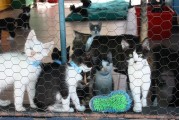 CKU犬舍注冊(cè)全攻略，輕松開啟您的犬舍之路，CKU犬舍注冊(cè)指南，輕松踏上千里犬舍征途