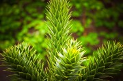 虛擬世界中的植物游戲免費體驗——探討其價值與影響，虛擬世界，植物游戲的娛樂價值及其對社會的影響
