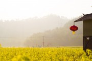 夢中的花?！业脑曰ㄖ?，夢中的花海，我的栽花之旅