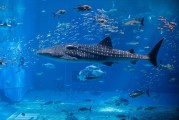 夢中魚海，寓意何在？，夢中魚海，寓意之謎