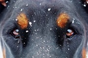 夢中雙犬之謎，夢中雙犬之謎