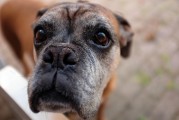 如何查詢(xún)注冊(cè)犬舍，CKU注冊(cè)犬舍查詢(xún)?nèi)ヂ?，CKU注冊(cè)犬舍查詢(xún)指南，全面攻略解析