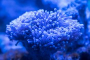 夢中邂逅，那純真無暇的孩童，夢中邂逅純真無暇的孩童時(shí)光