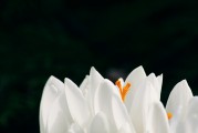 夢(mèng)到頭發(fā)白了，歲月痕跡下的心靈覺醒，夢(mèng)到頭發(fā)白皙，心靈在歲月痕跡下的覺醒