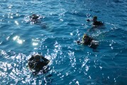 夢(mèng)到抓甲魚的奇妙之旅，夢(mèng)中的甲魚之旅，奇妙的捕捉體驗(yàn)