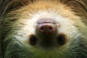 夢中的野生動物，神秘的自然之語，夢中的野生動物，神秘的自然之語