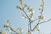 夢中的樹斷了——探索內(nèi)心深處的隱喻，夢中的樹斷了，內(nèi)心深處的隱喻探索