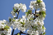 櫻花插件網(wǎng)站，邂逅春日浪漫，暢游花海中的數(shù)字世界
