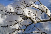 夢中雪舞，一場大雪的奇妙之旅