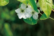 夢(mèng)到離世的親人，心靈的對(duì)話與思念的延續(xù)，離世親人的心靈對(duì)話，思念的延續(xù)與夢(mèng)中的交流