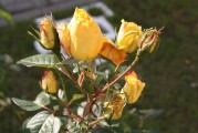 揭秘國(guó)際送花網(wǎng)站排名，為您推薦全球最優(yōu)質(zhì)的鮮花配送平臺(tái)，全球鮮花配送平臺(tái)排行榜，揭秘國(guó)際送花網(wǎng)站實(shí)力榜單