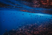 夢(mèng)中的魚與水，深邃的寓意與心靈的探索，夢(mèng)中之魚與水，深邃寓意的心靈探索