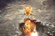 鷹舞夢間——一場與老鷹的奇幻之旅，鷹舞夢間，奇幻之旅與老鷹的邂逅