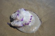 夢(mèng)游深海，與巨大的魚共舞