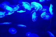 夢(mèng)到彩色的魚，一場(chǎng)神秘而多彩的夢(mèng)境之旅