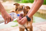 如何輕松注冊犬舍，一站式指南，輕松開啟犬舍之旅，一站式注冊指南