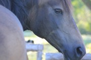 揭秘小馬游戲，一款寓教于樂的免費網絡游戲，趣味性極佳的小馬游戲，以寓教于樂的方式享受游戲樂趣