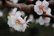 夢中樹開花，寓意何在？，夢中樹開花的寓意解讀