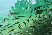捕魚大師注冊(cè)攻略，輕松成為捕魚高手，暢享歡樂(lè)時(shí)光！捕魚大師注冊(cè)指南，快速晉升捕魚達(dá)人，盡享游戲樂(lè)趣